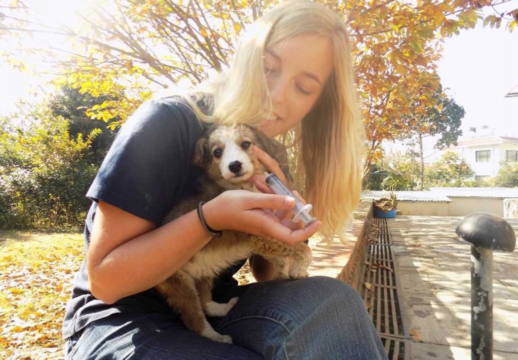 Street Dog Rescue in Kathmandu, Nepal