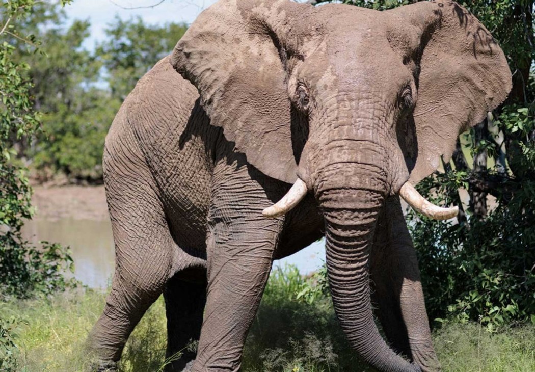 Elephant  ​Expedition ​Namibia