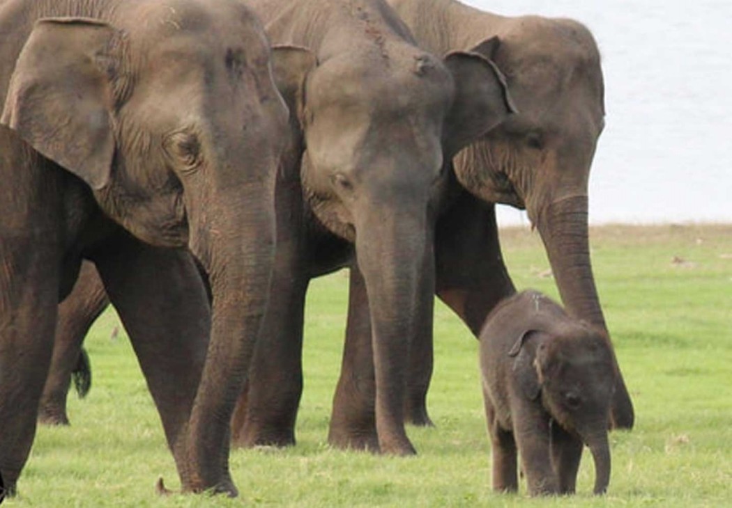 Sri Lanka Wild Elephant Conservation