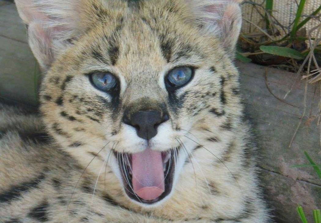 South Africa Sanctuary & Rehab