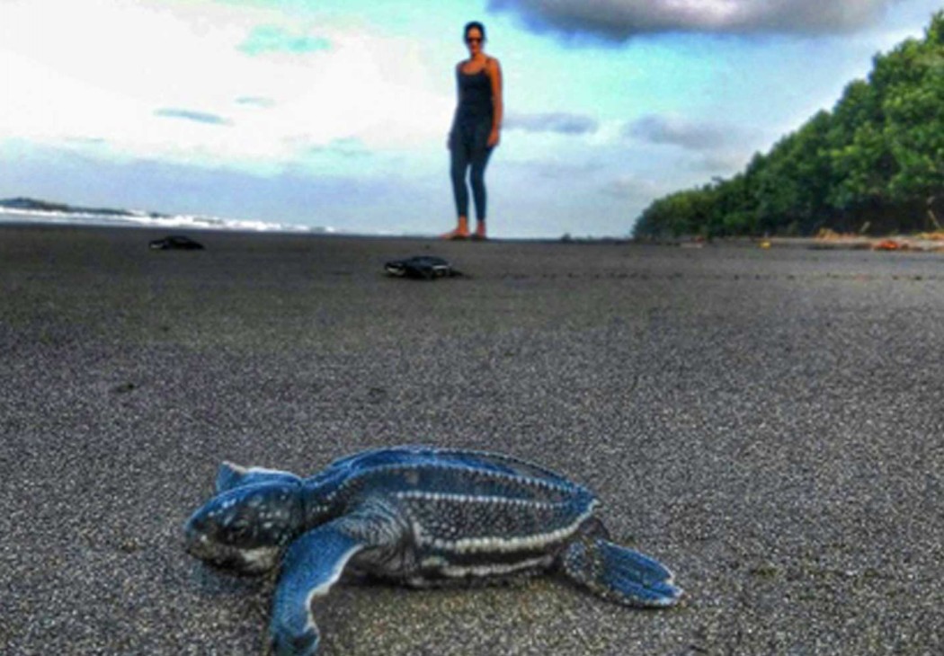 Caribbean Turtle ​Conservation, Costa Rica