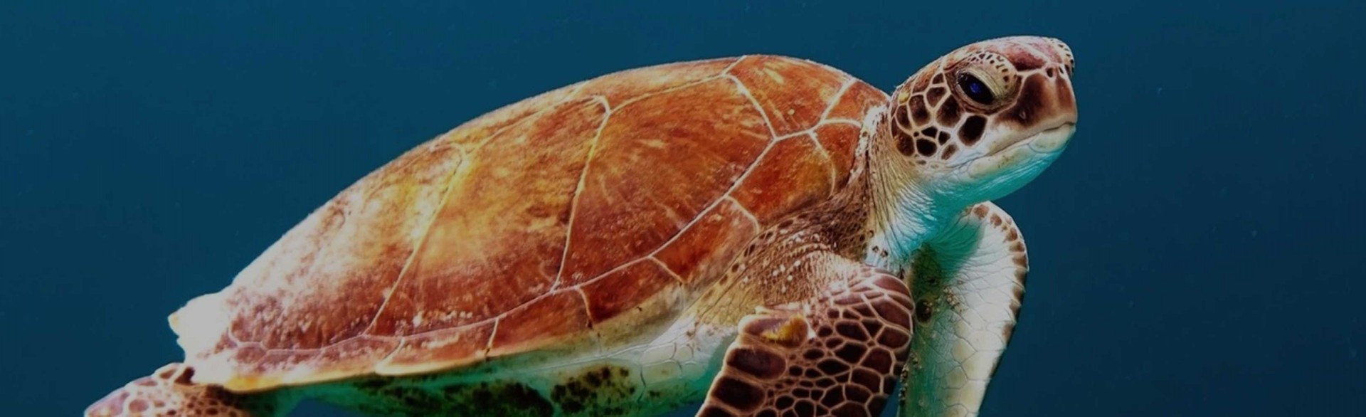 slider-image